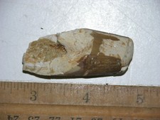 Dinosaur fossil tooth Spinosaurus Cretaceous Era bigger 2 inch long I95