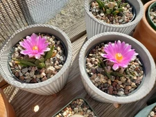 Living rock cactus  bravoanus 20 seeds