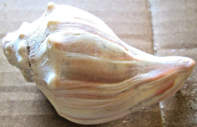 4'' X 2 1/8'' WHELK  SEA SNAIL SHELL, WHITE/BROWN/PURPLE/ORANGE, 2.3 OZ.