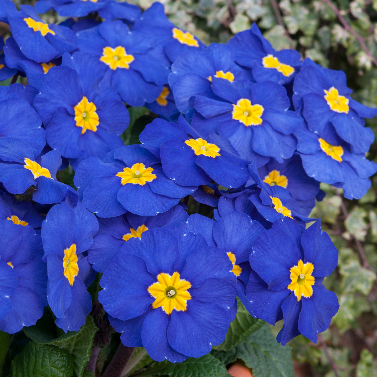 B&Q -  Polyanthus Blue Bedding PlantsDelicate Blooms (6 Pack) - Image 2