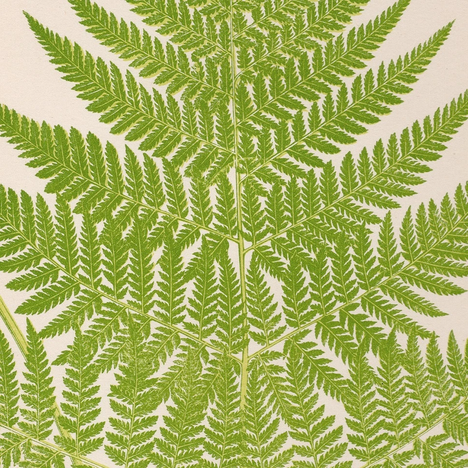 Antique Lowe Exotic Ferns 1872 Botanical Print 1 Receding Shield Fern - Image 2 of 3