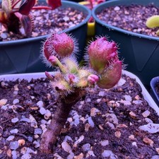 Pitcher Plant Cephalotus Carnivorous Plants for sale | eBay
