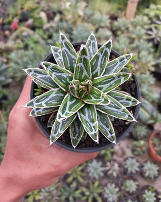 Rare Agave Victoriae himesanoyuki yellow Varieated / free phyto + DHLExpress