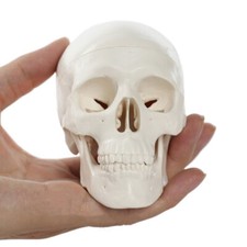 Skull Model Human Head Model Resin Anatomical Head Skull Home School Decor