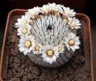 Mammillaria perezdelarosae v.andersoniana KPP 1664, seeds 10 pcs