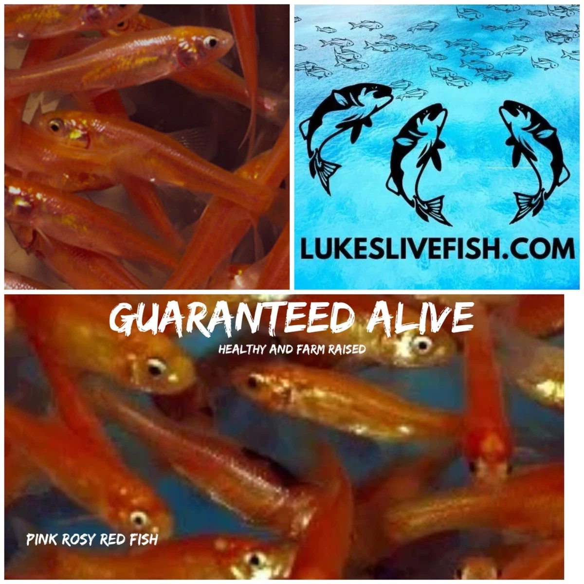 60+ Live Feeder Fish Pink Tuffies/ Rosy Reds Fathead Minnow