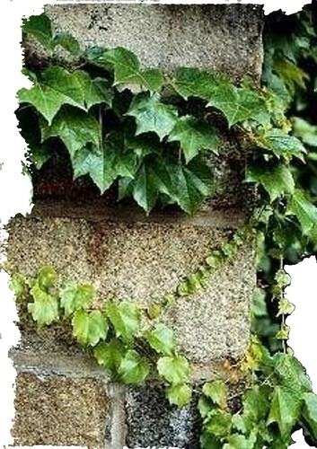 50 Climbing Ivy Seeds – Boston Ivy – Easy To Grow – Ships From USA