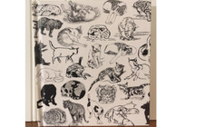 Ways of Drawing Cats: A Guide to Expanding Your Visual Awareness - ACCEPTABLE