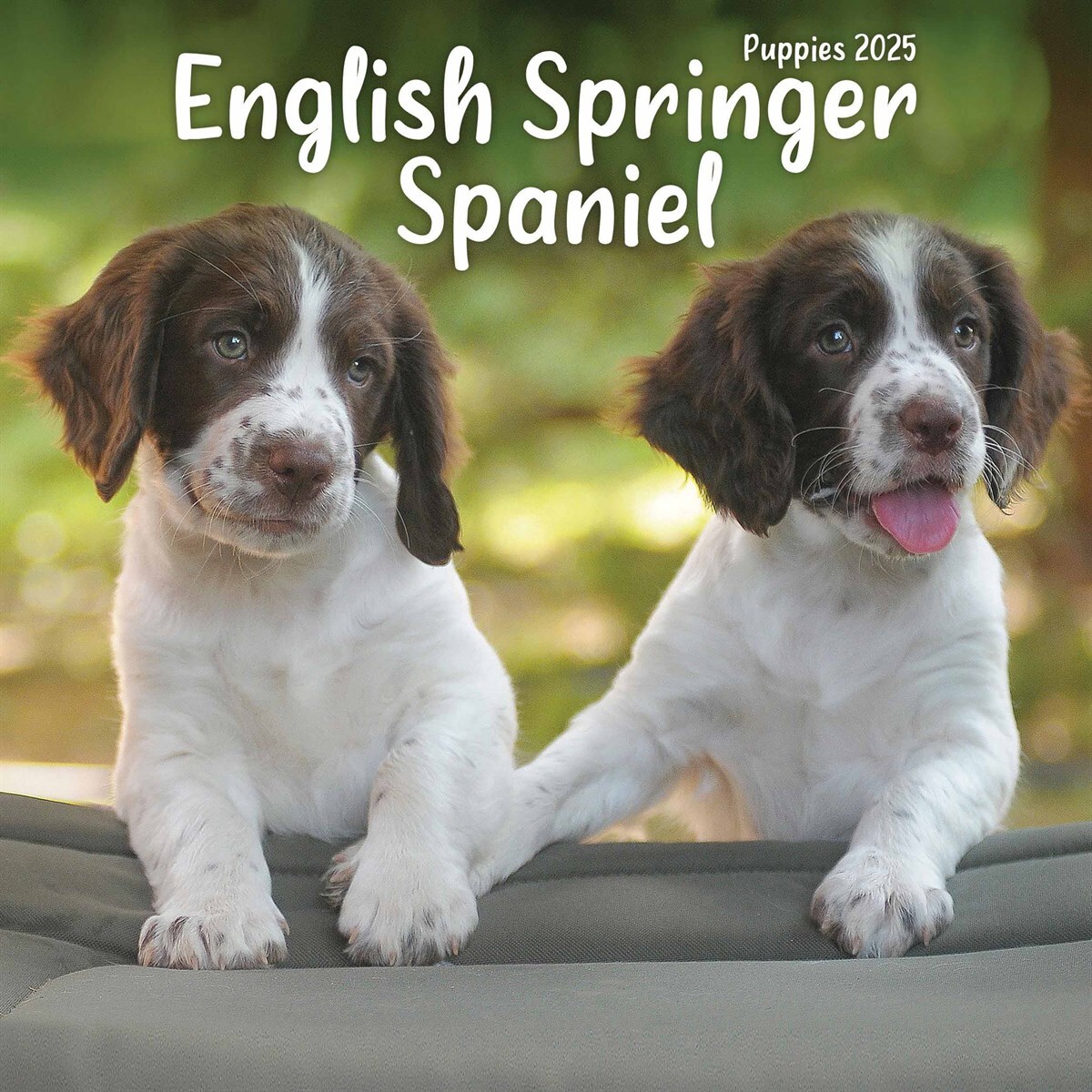 Dog Breed English Spaniel Puppies For Sale Springer Puppies
