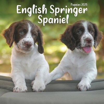 Dog Breed Field Bred English Springer Spaniel Puppies English