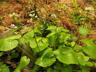 künstliche sträuße Künstlicher Blumenstrauß - Ophelia | 67 cm main image 1