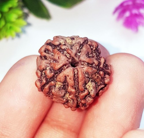 Piedras preciosas sueltas 5 cuentas Mukhi Rudraksha forma redonda 9,90 quilates con regalo gratis - Imagen 5 de 8