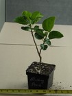 BLUSHING PEACH Tropical Hibiscus -- Plant in 4.5" pot — photo 2