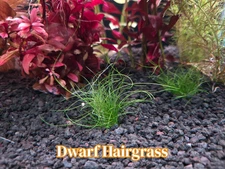 Dwarf Hair Grass Eleocharis-Live Aquatic Carpeting Plant Fish Shrimp Tank Plant
