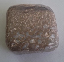 Polished Dino Gem Bone Dinosaur T Rex Triceratops Jurassic Era Specimen