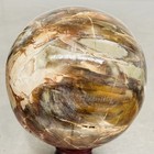 Natural Petrified Wood Polished Stone Quartz Crystal Sphere Ball Healing 1800G — photo 8