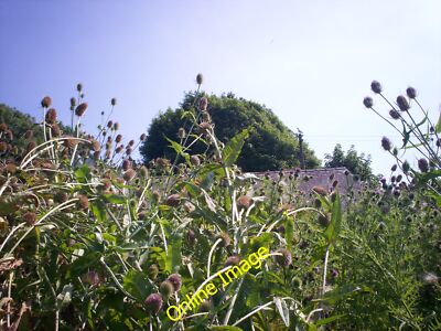 Foto 12x8 Teasels and Thistles, Sandy Groeve Llanteg Unsere Fülle von diesem c2012