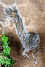 Grey Squirrel Butt Wall Mount Taxidermy Oddity Curiosity Decor Funny decor gift