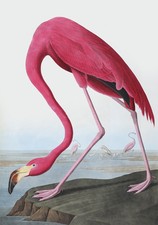 Vintage Audubon Bird Art CANVAS PRINT~ Flamingo Poster B 24"X18"