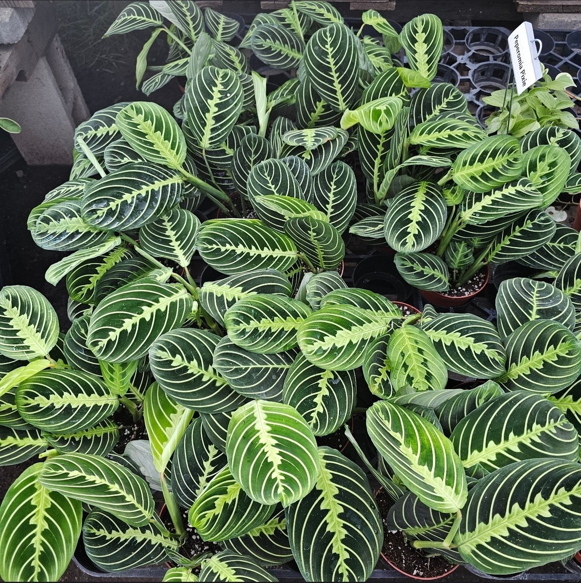 Maranta Lemon Lime Prayer Plant, Maranta Leuconeura 'Marisela' plant in 4"  Pot | eBay