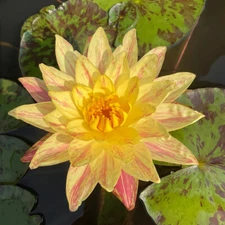 Water Lily Nymphaea Parani Yellow With Oange Stripes Live Tuber From Thailand