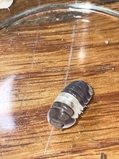 30 Dairy Cows And 8 Panda King Isopods 150 Springtails Included