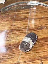 30 Dairy Cows And  8 Panda King Isopods  150 Springtails Included