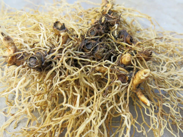 Blue Cohosh Root