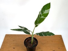 Musa Florida Variegated Banana Live Rare Tropical Banana Plant