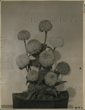 1934 Press Photo Lilliput Zinnia Grown at Bodger Brothers Ranch Los Angeles