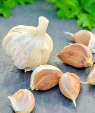 500+ Garlic, German Red Garlic Seeds NON-GMO healthy USA garlic seeds fast grow