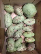 Fresh South Florida Mangos 15 lb Box