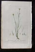Baxter 1840 Hand Col Botanical Print. White Beakrush 396