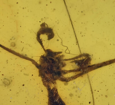 Detailed Pholcidae (Cellar Spider), Fossil insect inclusion in Burmese Amber