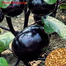 Black Round Eggplant Seeds | Eggplant Seeds | Non-GMO, Vegetable Seeds