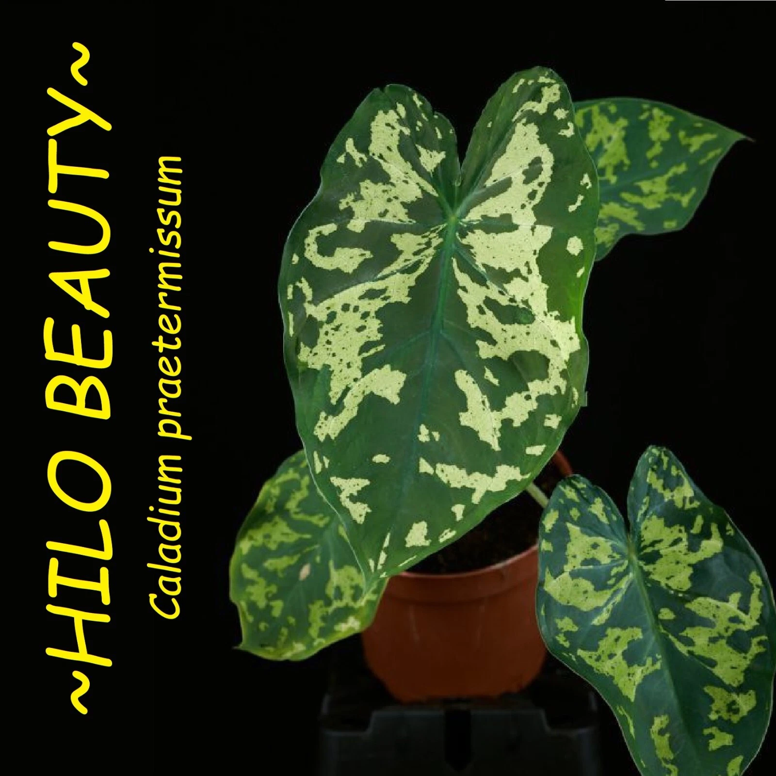 ~HILO BEAUTY~ Caladium praetermissum Elephant Ear Alocasia SML Starter Plant USA