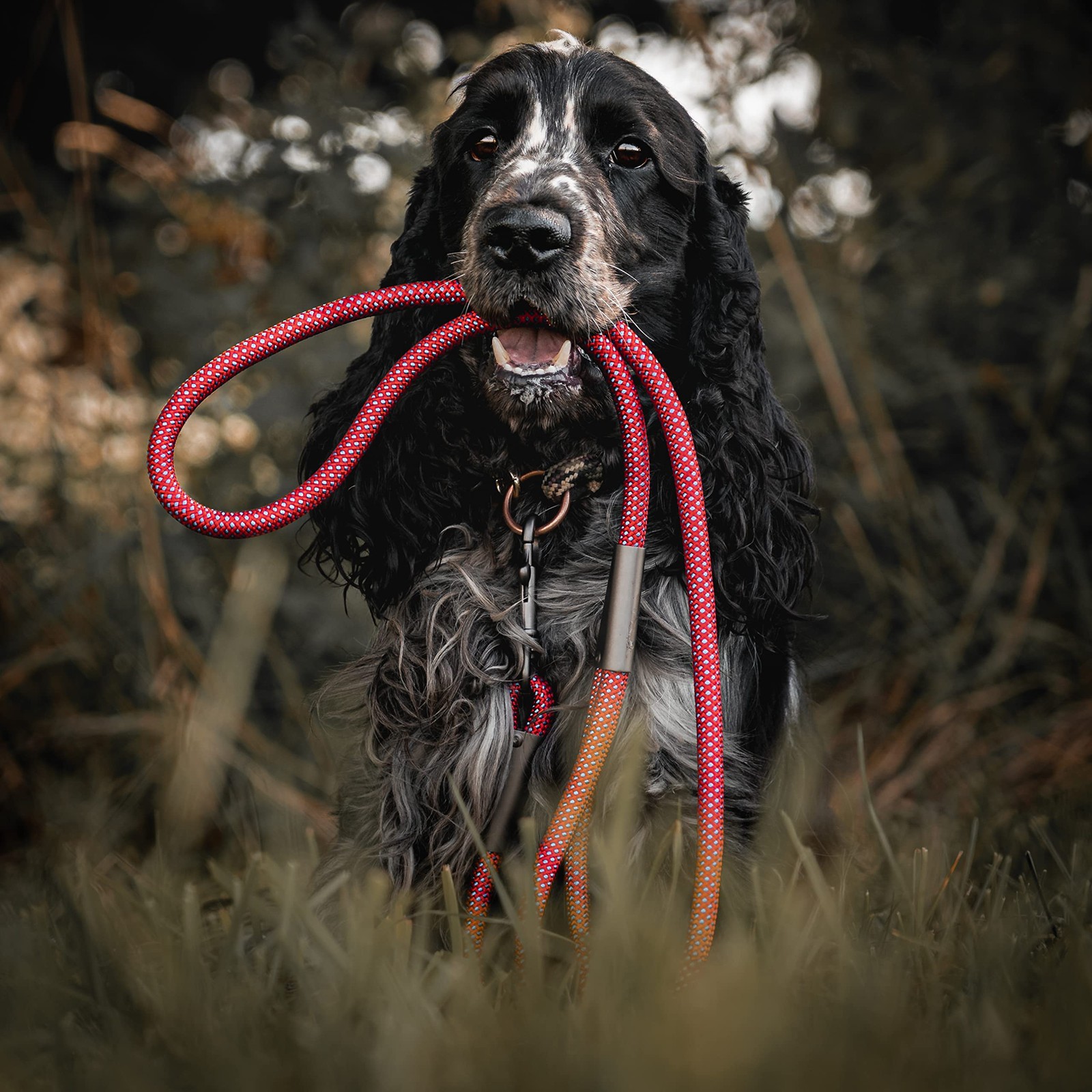 Guinzaglio per cani resistente di alta qualità foto 4