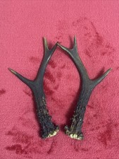 PAIR OF ROE DEER ANTLERS , 106g. aprox. 18/18,5cm.