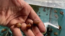 6 Hazelnuts Mystery Snails  Highest Quality Live : DIME SIZE