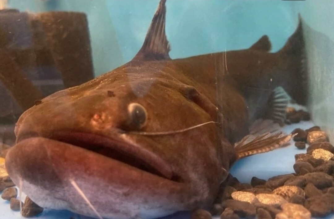 Gulper Catfish 10"+ Pick Up Only! eBay