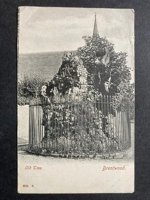 The Old Tree, Brentwood Essex Vintage Postkarte U24