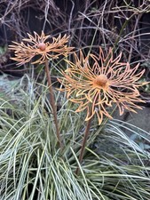 2 Rusty Metal Chrisantemums, Garden Ornaments, Sculptures, In Great Condition