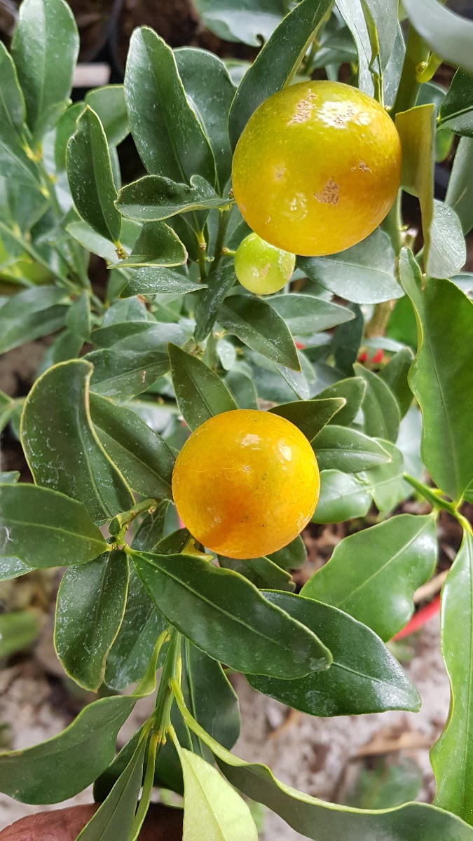 Kumquattier rond Meiwa Citrus fortunella arbuste fruitier en pot de 5L