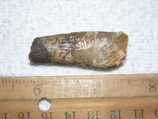 Dinosaur fossil tooth Spinosaurus Cretaceous Era bigger 1.5 inch long W93