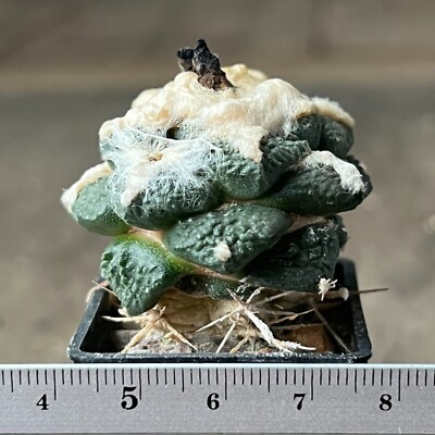 6-1579. Cactus, hybr Fiss x Retusus, F2  (Grafted)