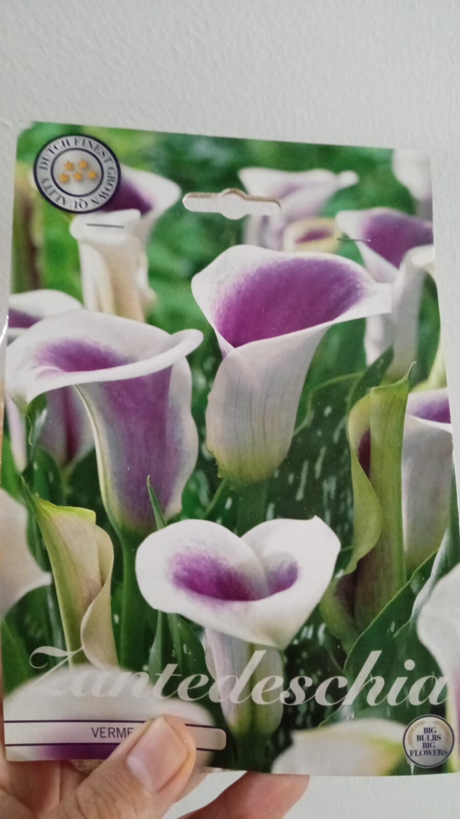 Bulbo de Cala LILA VERMEER Zantedeschia Flor de Lirio de Agua