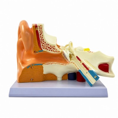Ohr Anatomie Modell Realistisch Menschliches Ohr Anatomie Modell Langlebig für Schüler