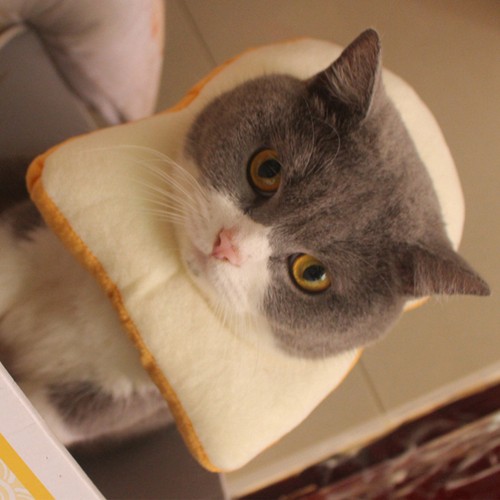 Toast Set Costume for Kitten Food Pet Headgear Cat Outfit - Picture 8 of 11