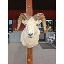 FHAB27 - Taxidermy Alaskan Dall Sheep Head with Horns