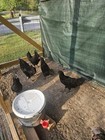 12 AYAM CEMANI EGGS. — photo 5